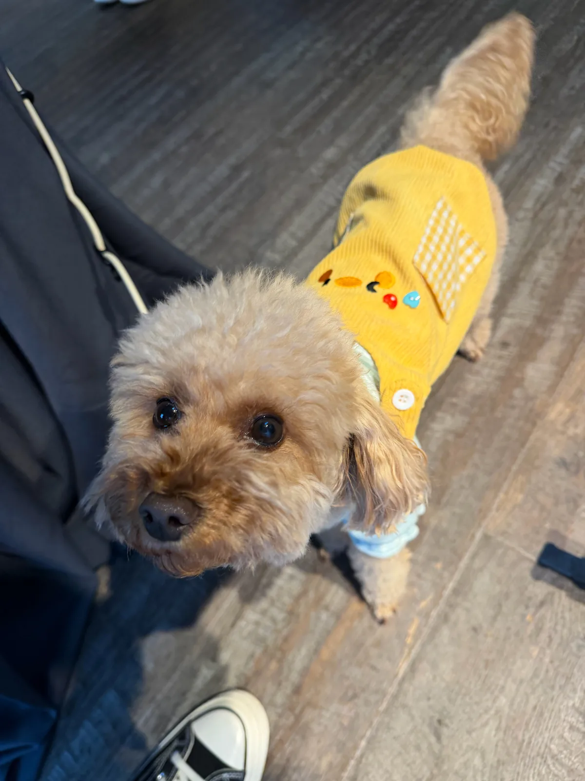 A fluffy apricot poodle in a yellow corduroy sweater with a gingham pocket looks up at the camera.