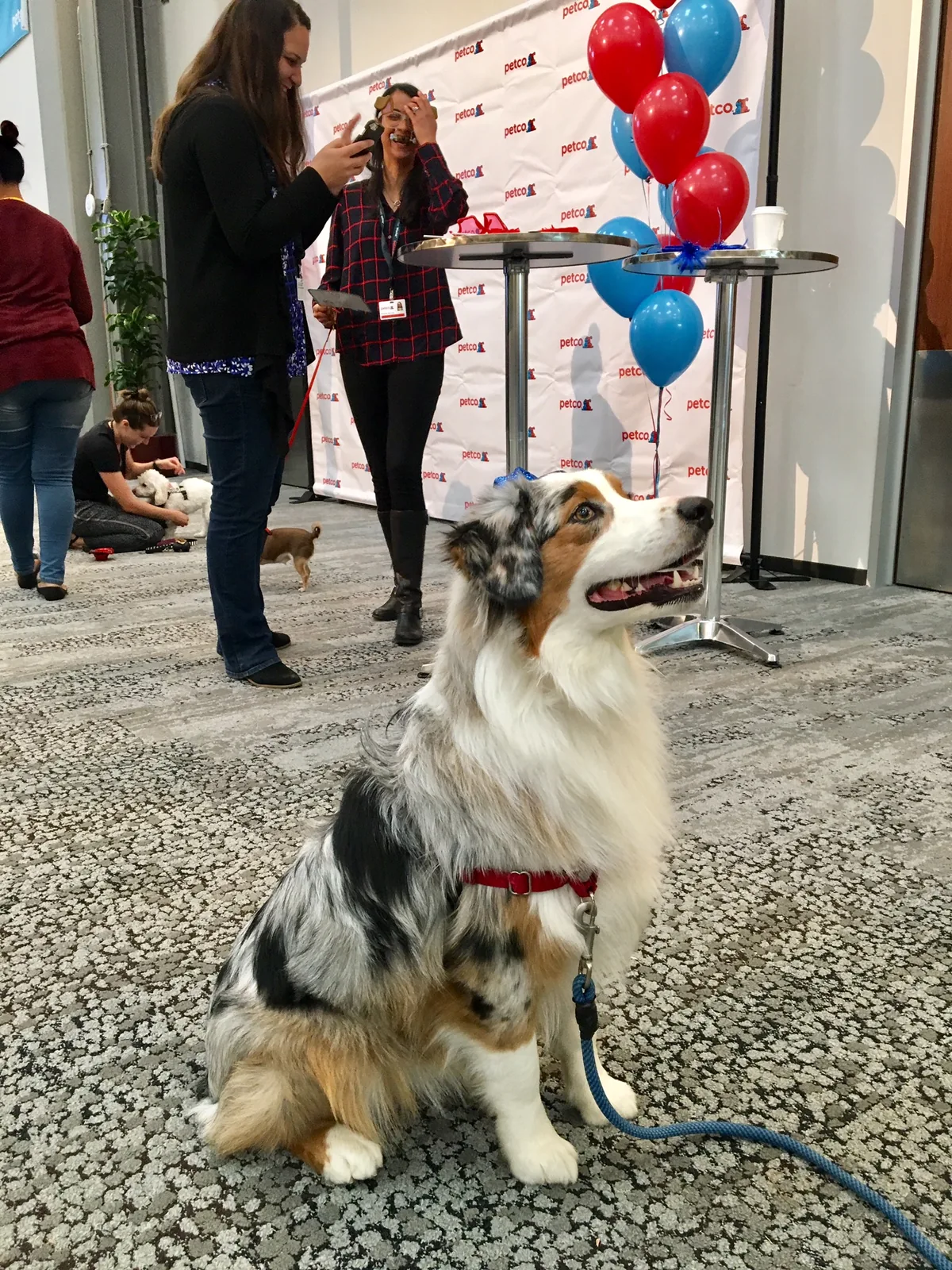 An Australian Shepherd with a red collar sits in front of a Petco step-and-repeat backdrop with red and blue balloons, while people and other dogs mingle behind it.