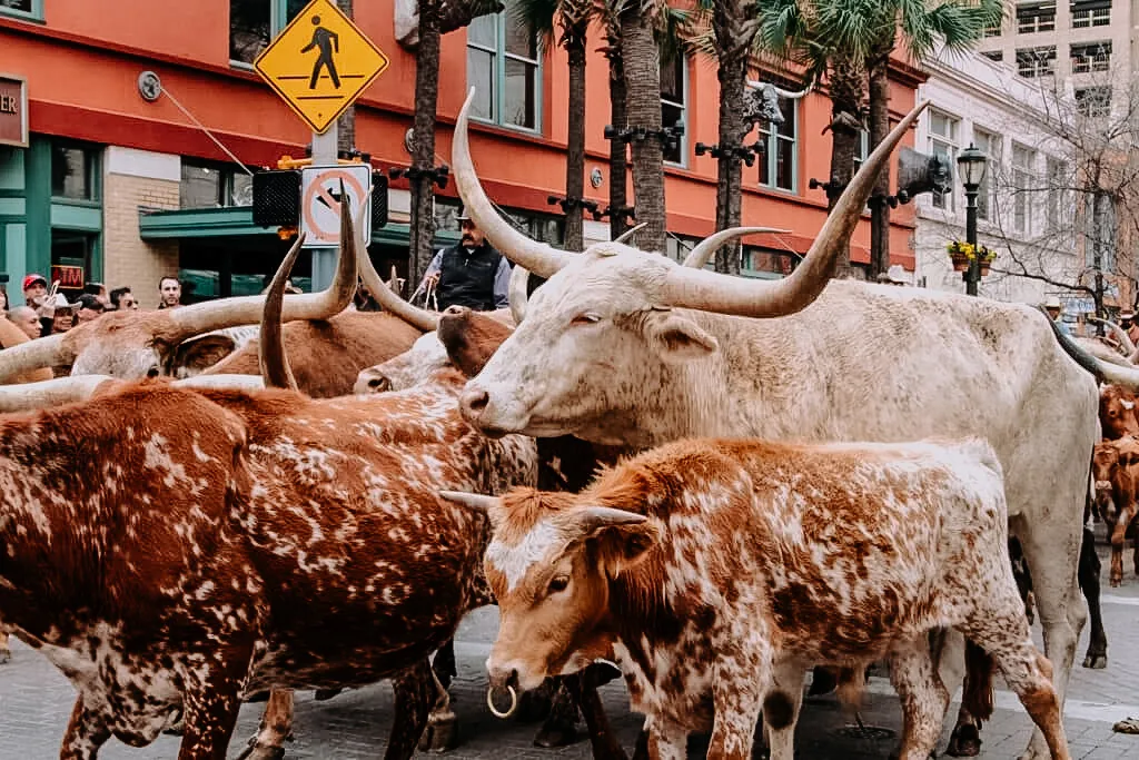 Longhorn cattle walk down a downtown street lined with palm trees and spectators, with a cowboy in a hat and vest among them.
