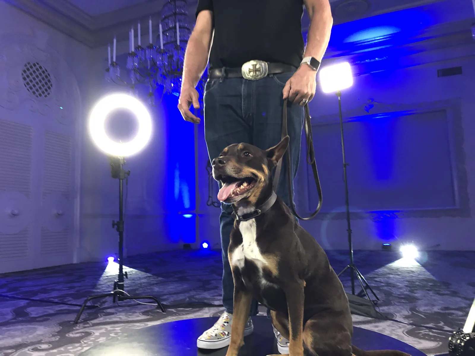 A brown dog with a white chest sits on a 360 booth platform with its tongue out. A person holding the leash stands behind it, with a ring light and blue uplighting in the background.